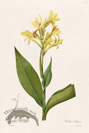 Les Liliacees Redoute 354